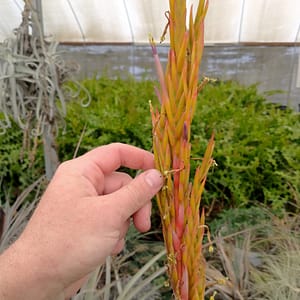 Tillandsia coalcomanensis