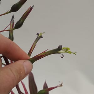Ursulaea tuitensis x Billbergia viridiflora