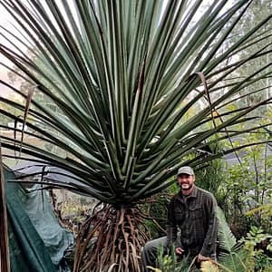 Furcraea macdougallii