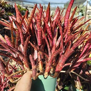 Neoregelia Hot Embers
