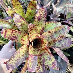 Neoregelia Razzy