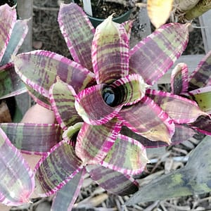 Neoregelia Wild Dynamo