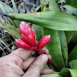 Quesnelia edmundoi var rubrobracteata