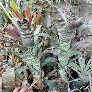 Canistrum fosterianum