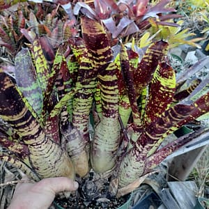 Neoregelia Chrysalis