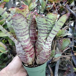 Neoregelia lilliputiana x Tiger clone 3