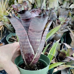 Neoregelia dungsiana x Giant clone 1