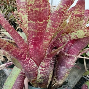 Neoregelia Big Betty