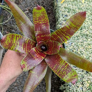 Neoregelia Maestra Vida