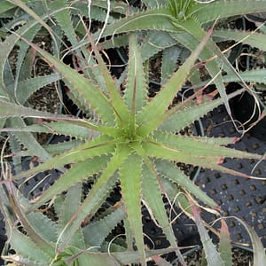 Deuterocohnia meziana ssp carmineoviridiflora