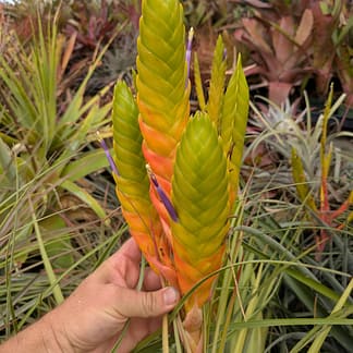 Tillandsia jalisco-monticola Michoacan 594