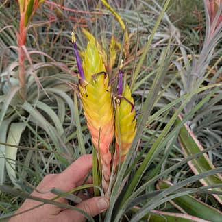 Tillandsia aff jalisco-monticola mini Jalisco AS380