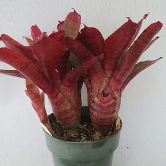 Neoregelia Catcall
