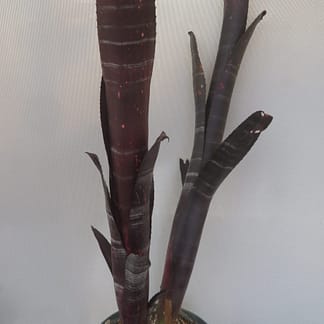 Billbergia Darth Vader