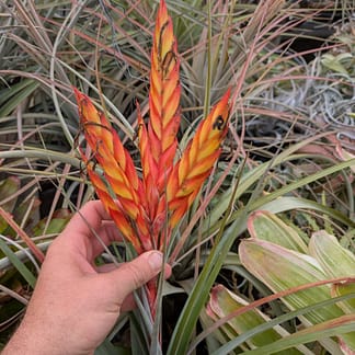 Tillandsia grossispicata #394