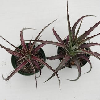 Hechtia chichinautzensis