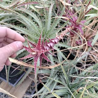 Hechtia caulescens Type location, miniature