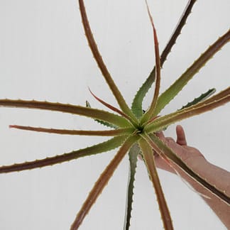 Hechtia flexilifolia