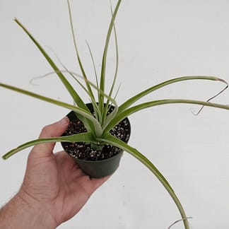 Hechtia lundelliorum x tillandsioides