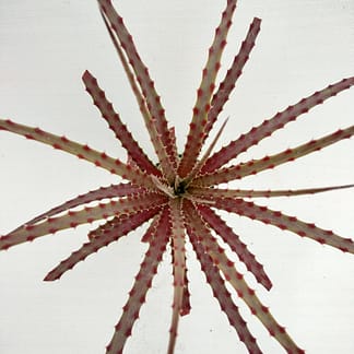 Hechtia sp. nova AS276