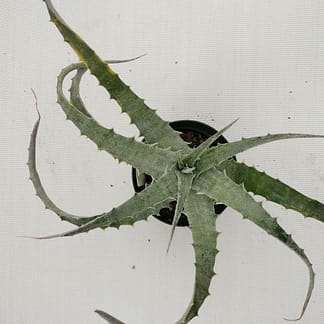 Hechtia lanata hybrid #3