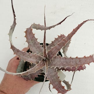 Hechtia lanata hybrid #1