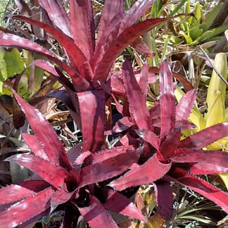Aechmea Brilliant Snook
