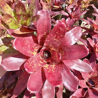 Neoregelia Inca Fire