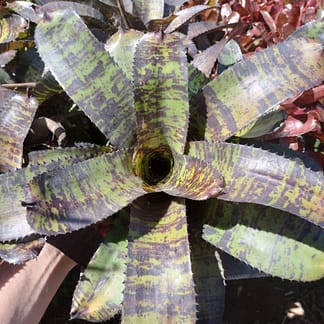 Neoregelia Hannibal Lecter x Bailey's Choice