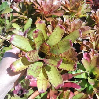 Neoregelia Little Faith