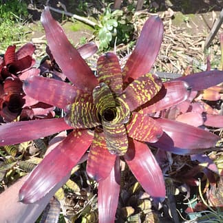 Neoregelia Strange Brew