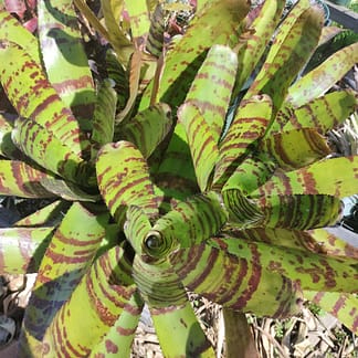 Neoregelia Terremoto