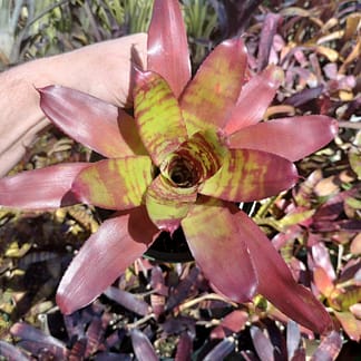 Neoregelia Brian Weber x Blushing Tiger