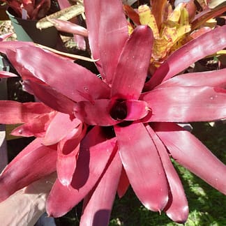 Neoregelia tristis x farinosa