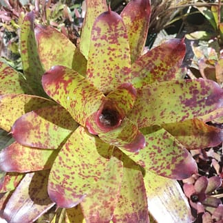 Neoregelia Red on Green
