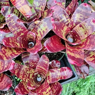 Neoregelia Touchdown