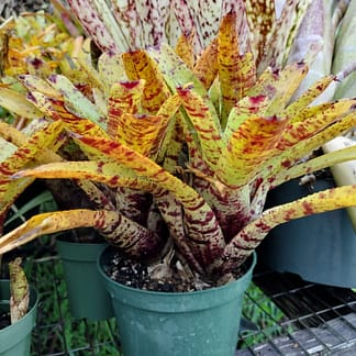 Neoregelia punctatissima Yellow x (olens x cruenta)
