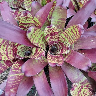 Neoregelia Tweedle Tiger
