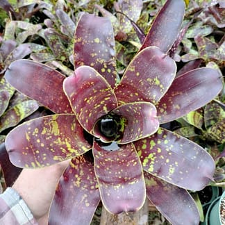 Neoregelia chlorosticta Dark Clone