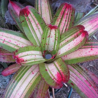 Neoregelia Unseasonably Hot