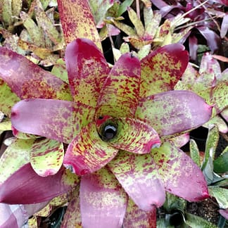Neoregelia Fire on Deck