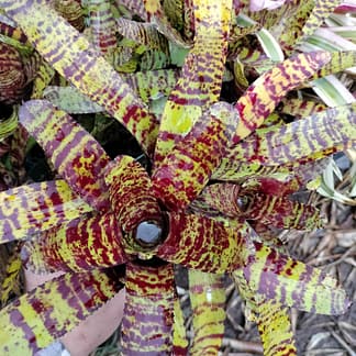 Neoregelia Entangled