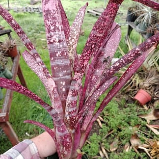 Billbergia Zinger
