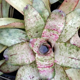 Neoregelia Cherry Float