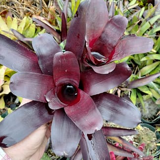 Neoregelia Black Currant