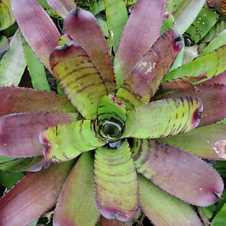 Neoregelia Vertigo