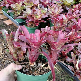 Neoregelia lilliputiana x Gespacho