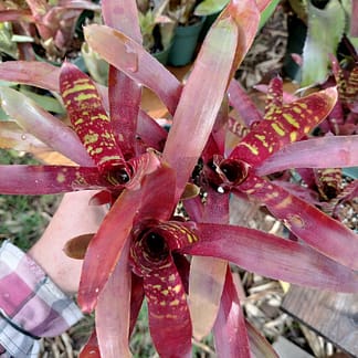 Neoregelia Checkerboard