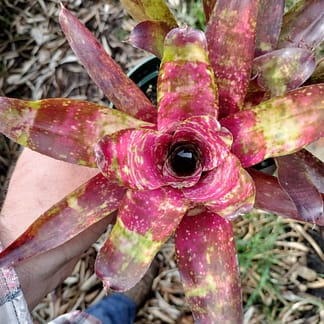 Neoregelia Easter Egg