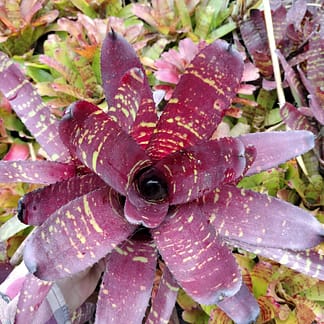 Neoregelia Dragonfly